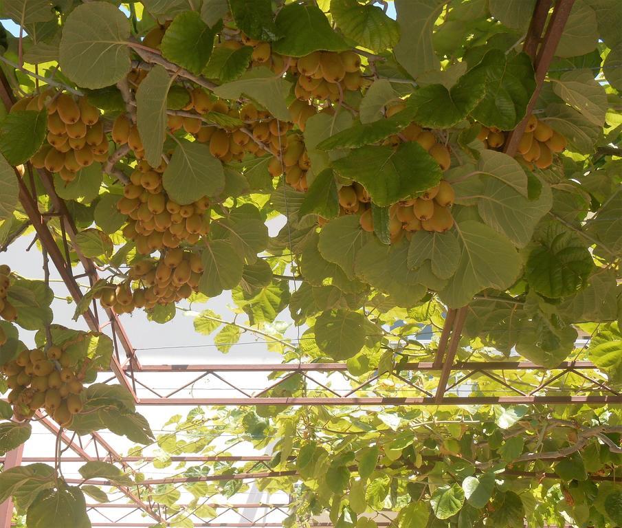 טרוגיר Apartments Bresan מראה חיצוני תמונה